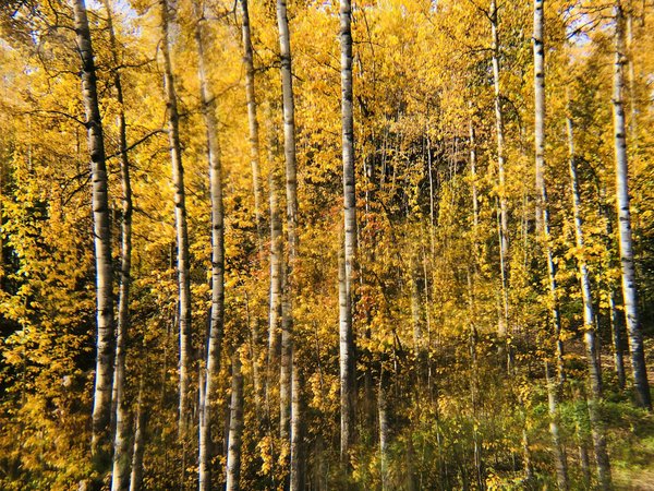 Comment utiliser des miroirs pour agrandir visuellement un petit jardin?